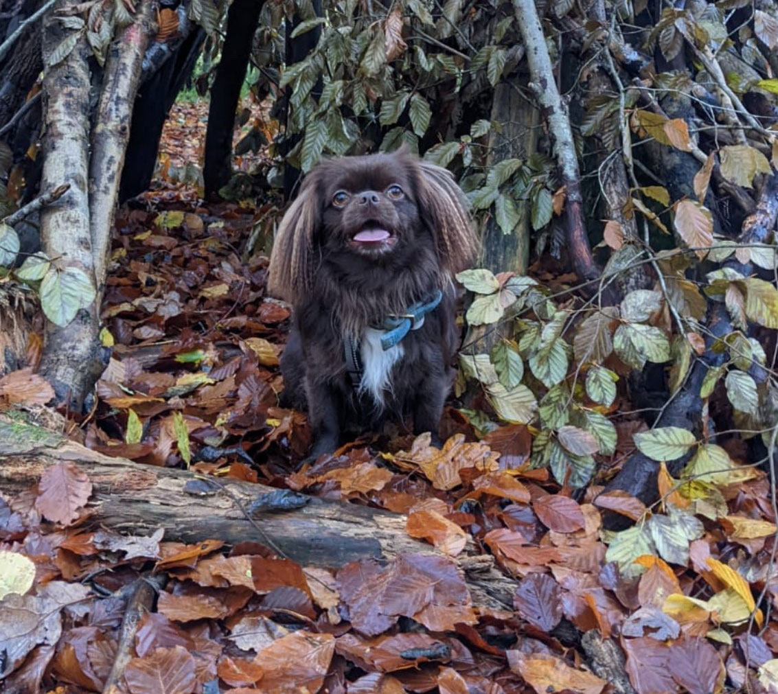 Finn