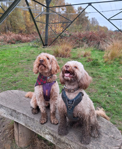 Gus and Brody