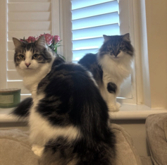 Millie & Leo
