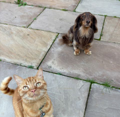 Milo and Hugo